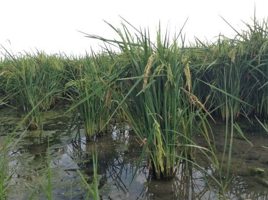 Arrozales delta del ebro