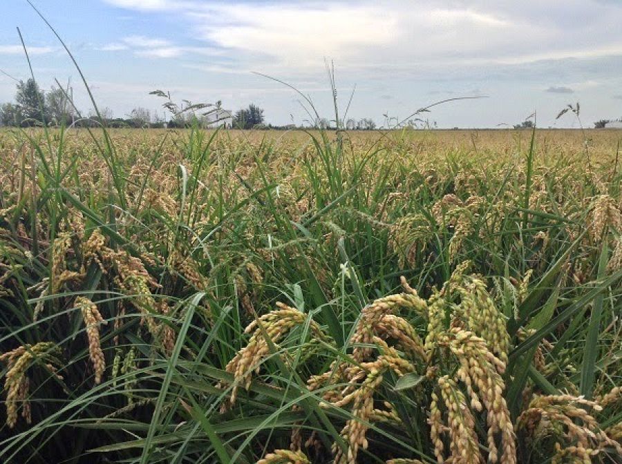 Arroz delta del ebro