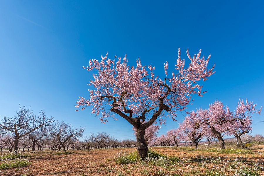 Cultivo de almendros en flor