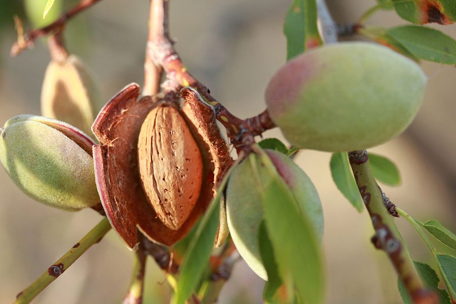 Almendra en el árbol