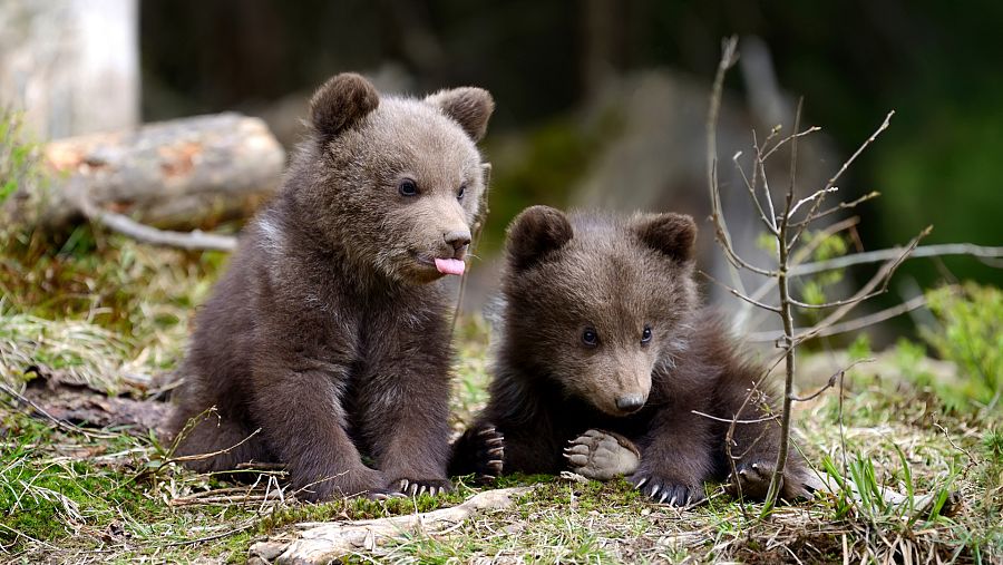 Día Mundial de la Protección de los Osos