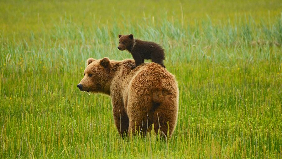 Día Mundial de la Protección de los Osos