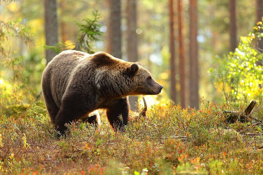 El último oso panda de Europa vivió en la península ibérica