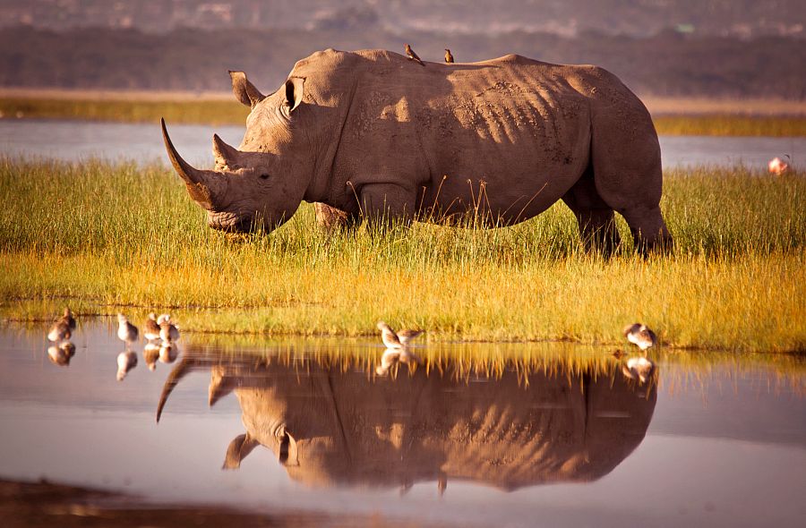 Rinocerontes en peligro de extinción