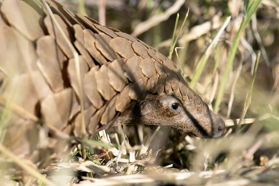 El pangolín, el animal más cazado del mundo