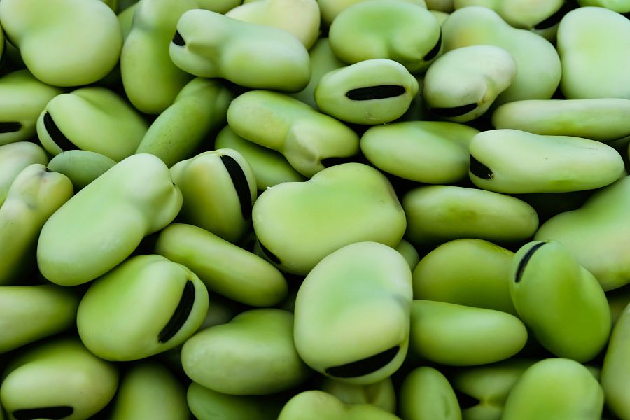 ¿Cómo plantamos habas?