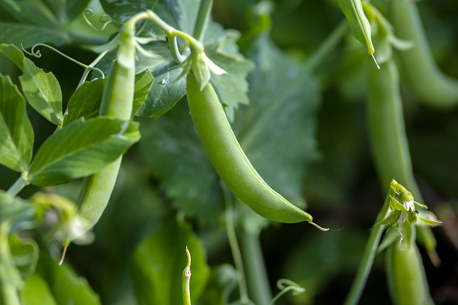 En todos lados se plantan habas! Aprendemos a cultivarlas