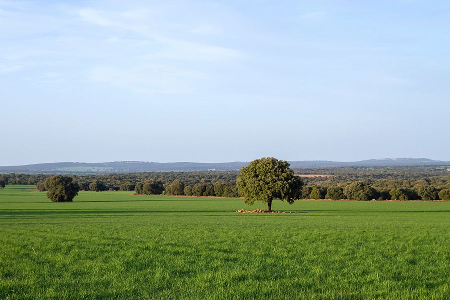 Campo de Montiel, en Ciudad Real