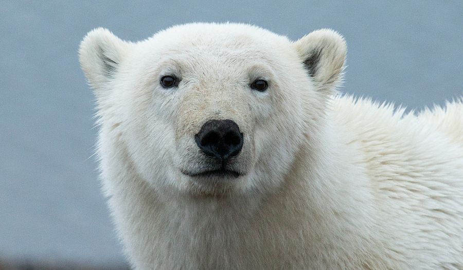 ¿A qué peligros se enfrenta el oso polar?