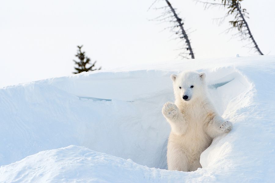 A qué peligros se enfrenta el oso polar?