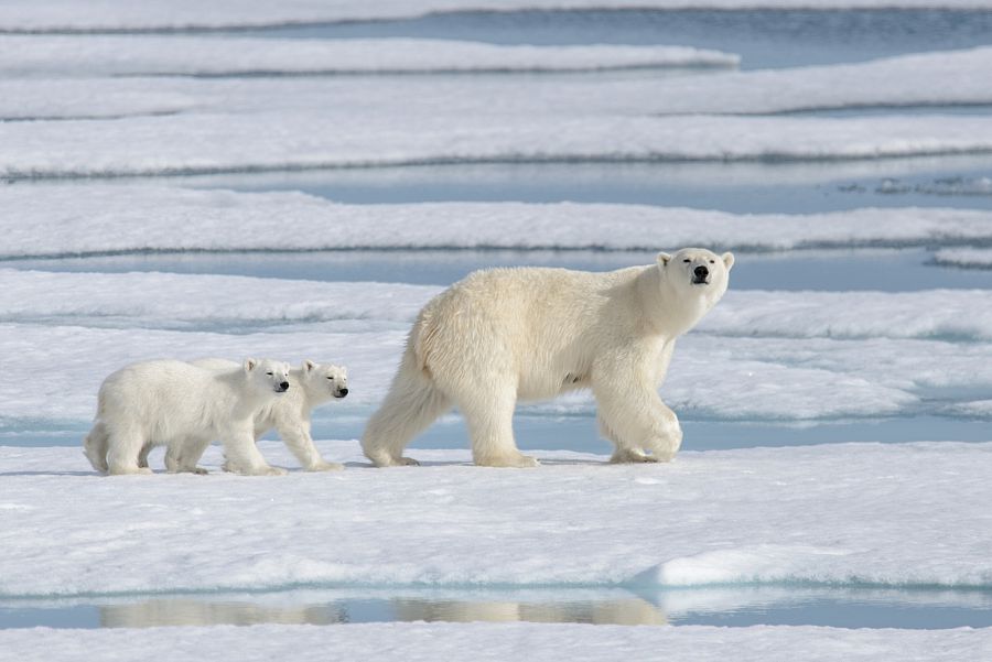 A qué peligros se enfrenta el oso polar?
