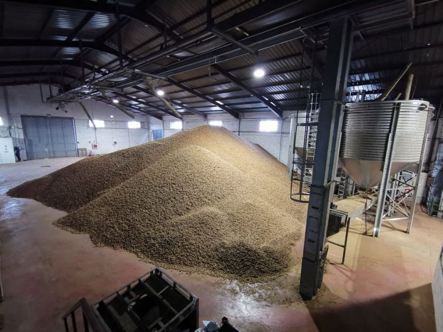 Producción de almendras de Villalpardo