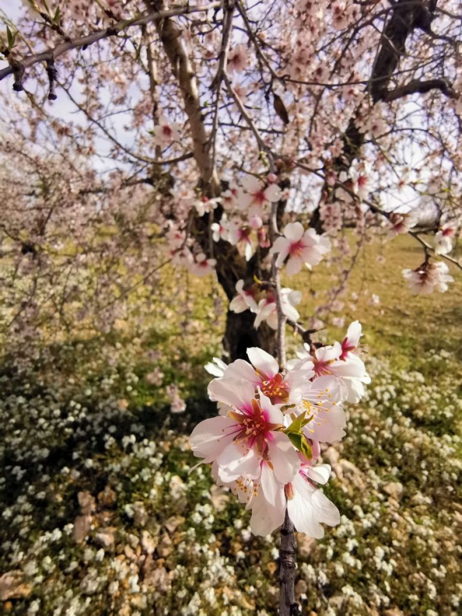 Almendros en flor en el pueblo de Villalpardo
