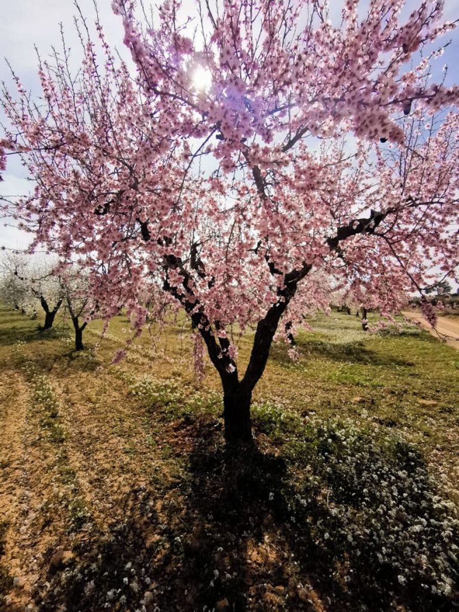 Almendros en flor en el pueblo de Villalpardo