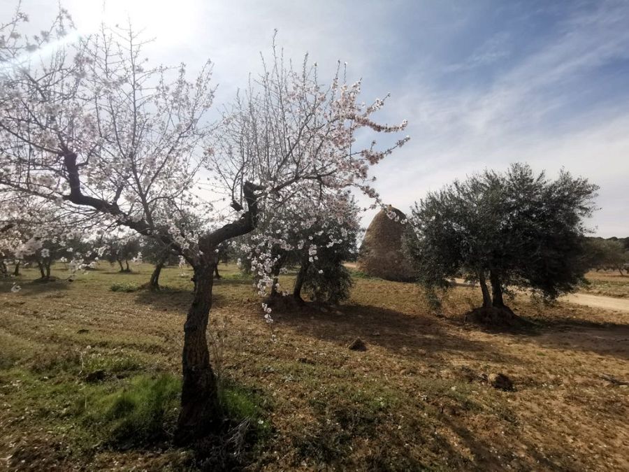 Almendros en flor en el pueblo de Villalpardo
