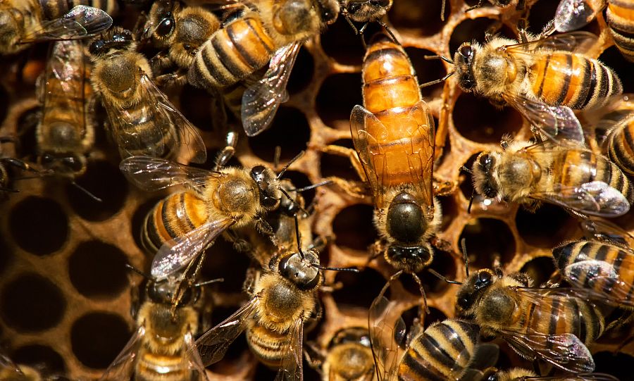 Abeja reina protegida por las demás