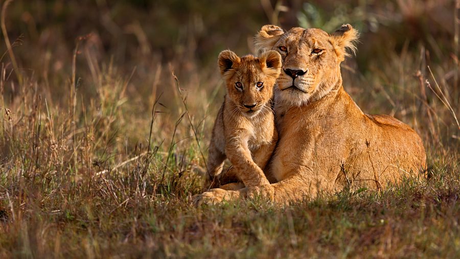 Leonas, las reinas de la sabana