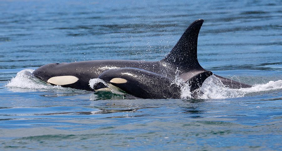 Una mamá orca jugando con su cría