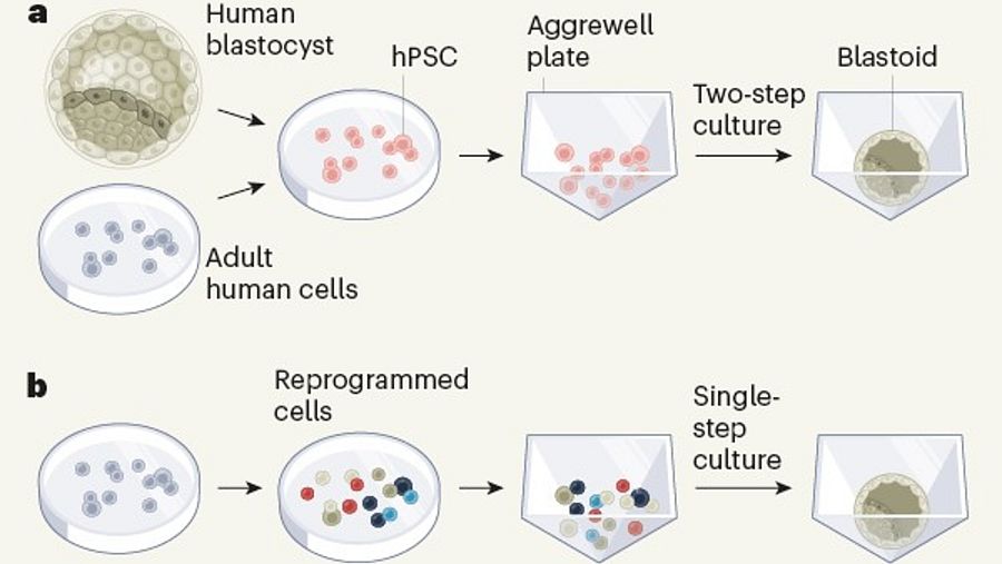 Generación de blastoides humanos
