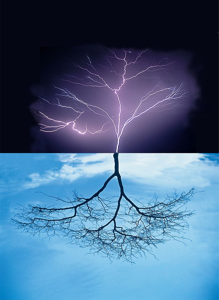 El nacimiento de un árbol, de Glenda León