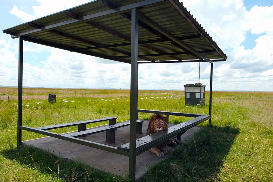 Un león en un aeródromo