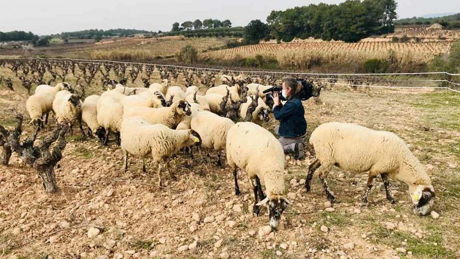 Han introduït ovelles i altres animals per compostar la terra