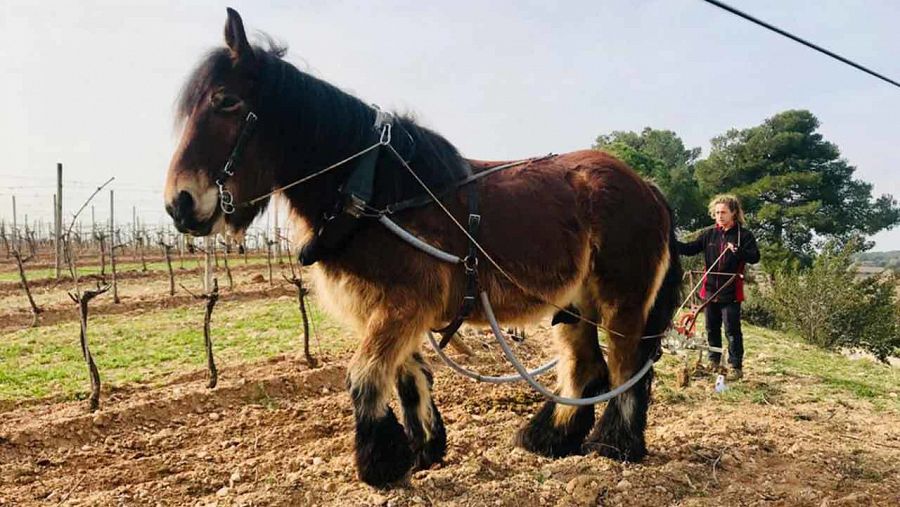 En aquestes vinyes de l'Alt Penedès llauren a cavall