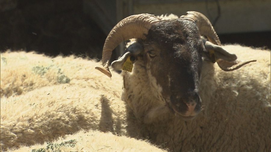 La oveja ripollesa queralbina esta adaptada a los duros inviernos de la Vall de Nuria.