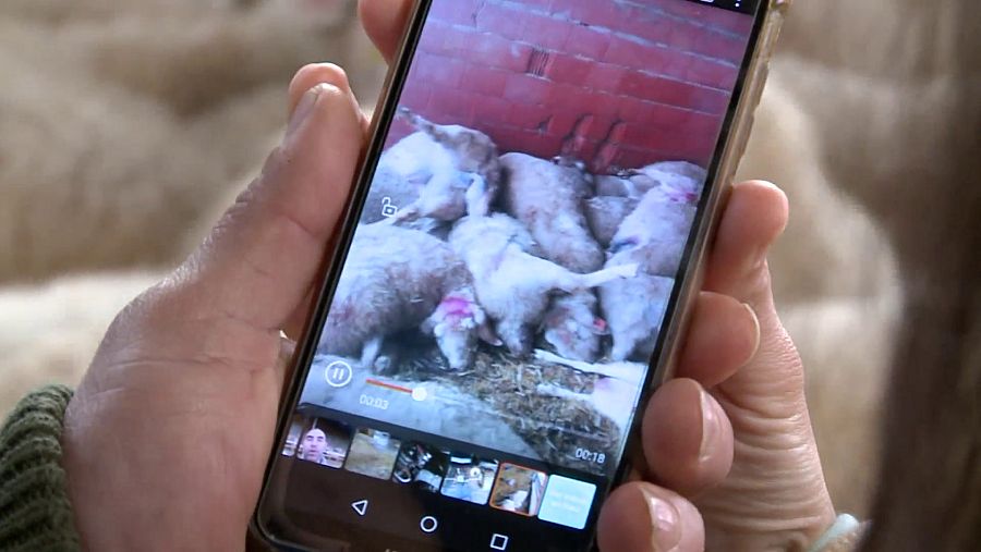 ¿Será posible la convivencia entre el humano y el lobo?