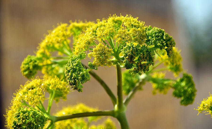 Las bonitas y aromáticas flores del hinojo