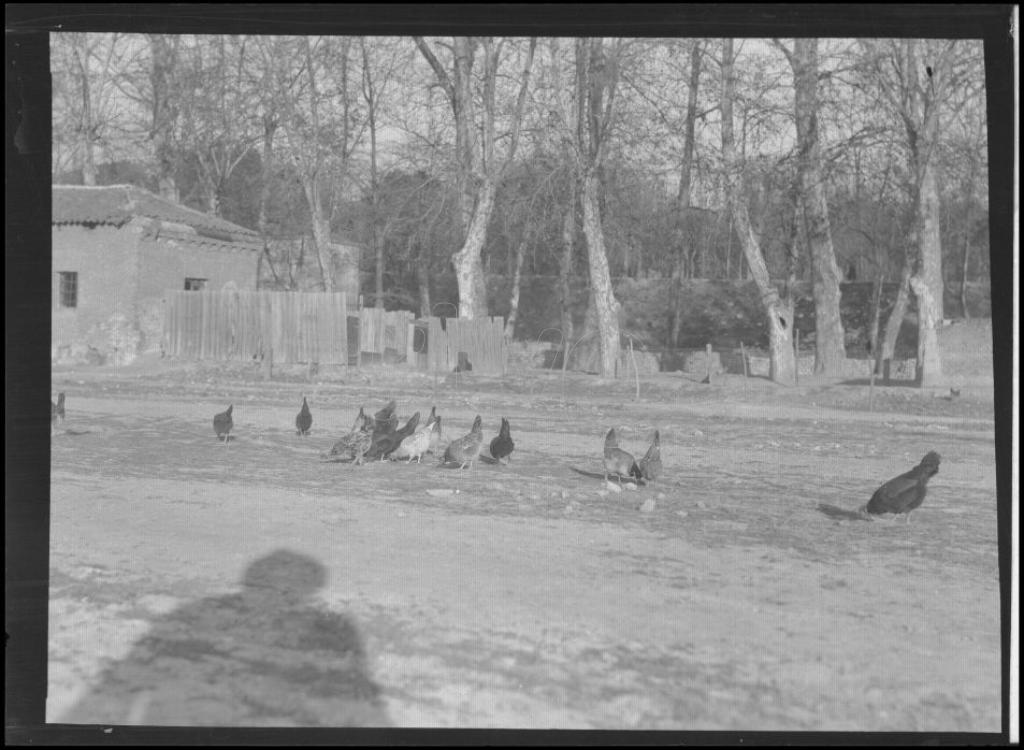 GALLINAS EN UN PRADO