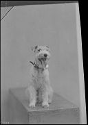 PERRO (RAZA: FOX TERRIER)