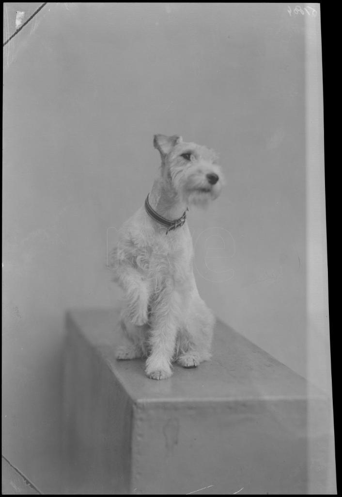 PERRO (RAZA: FOX TERRIER)