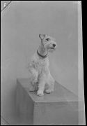 PERRO (RAZA: FOX TERRIER)