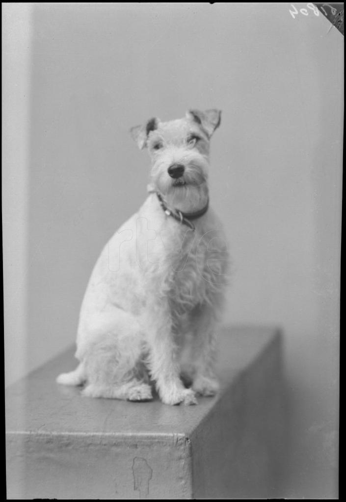 PERRO (RAZA: FOX TERRIER)