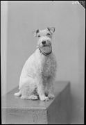 PERRO (RAZA: FOX TERRIER)