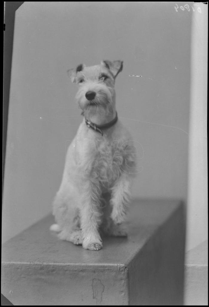 PERRO (RAZA: FOX TERRIER)