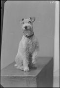 PERRO (RAZA: FOX TERRIER)