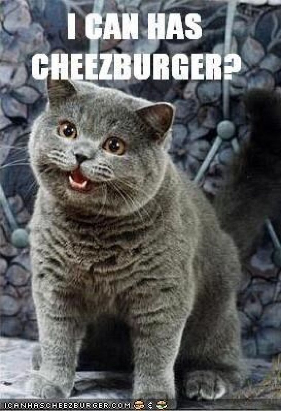 El meme de 'I can has cheezburger?' es uno de los más conocidos