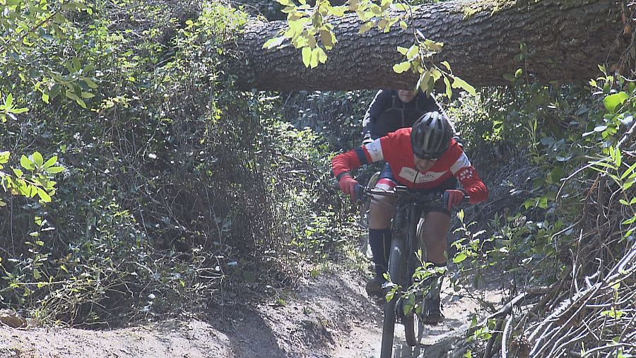 Un tronc travessa un camí de Collserola per on passen ciclistes