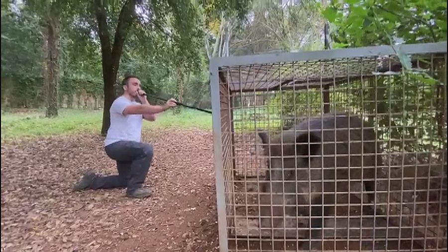 Un tècnic adorm un senglar que ha estat capturat en una gàbia