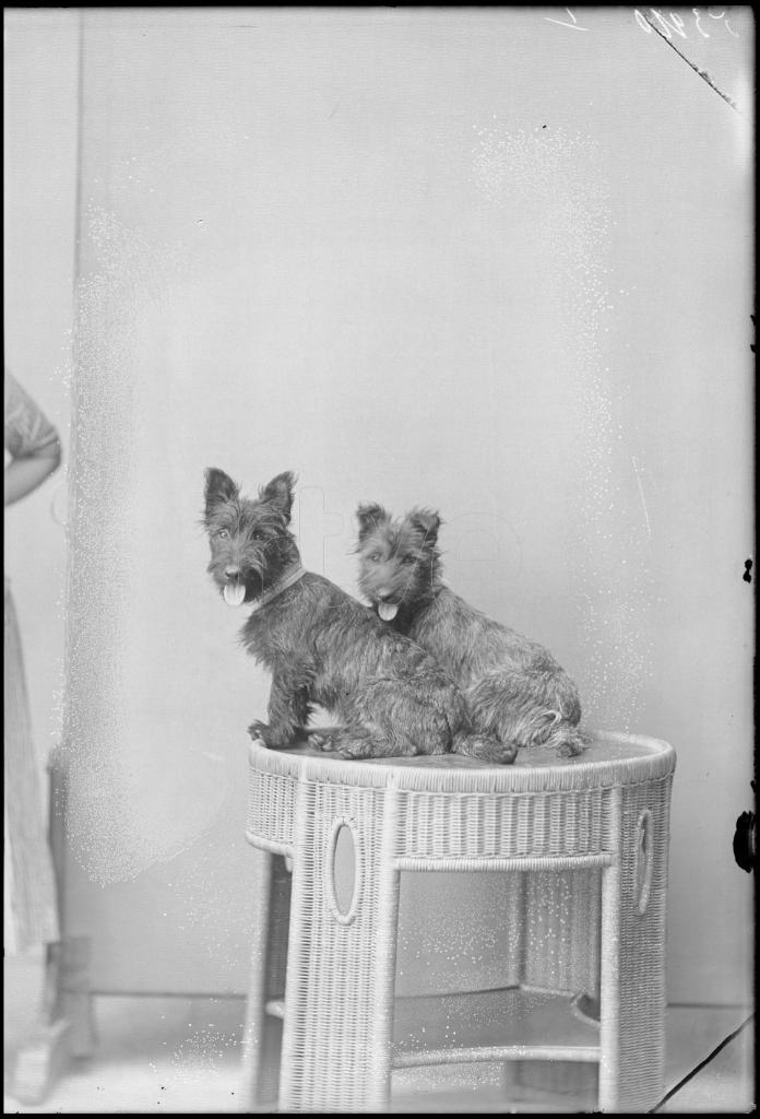 DOS PERROS SENTADOS EN UNA MESA