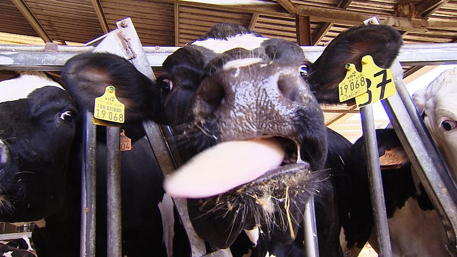 Las ventas de leche y terneros han caído un 30% en la última ola de la pandemia