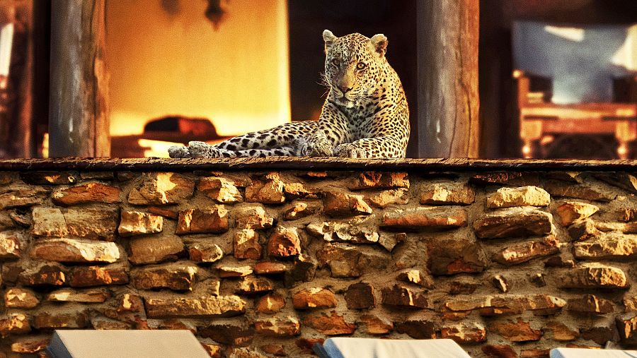 Un leopardo, cazando de día en el interior de un resort de lujo en Mpumalanga, Sudáfrica.