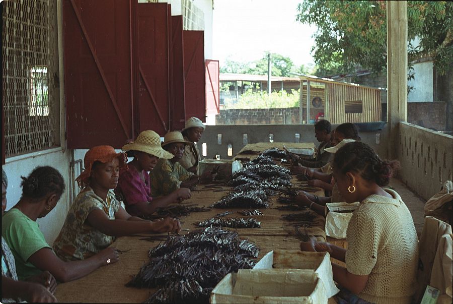 Clasificación de la vainilla real en Madagascar