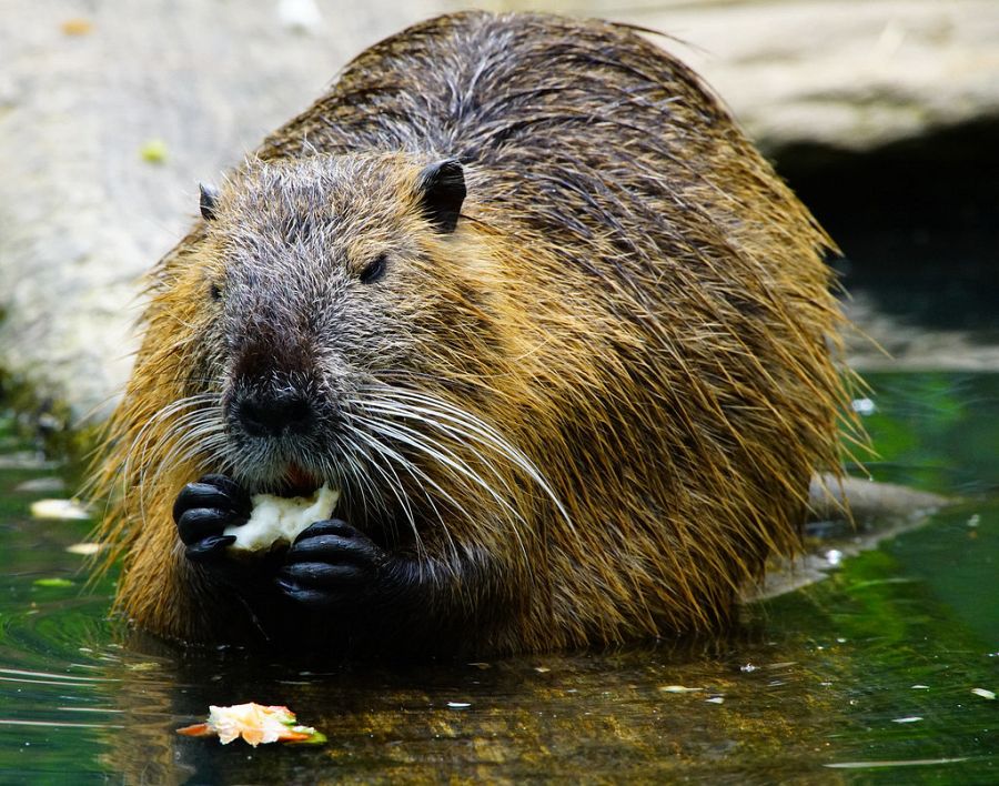 Castor comiendo