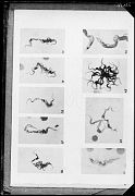 REPRODUCCION DE NUEVE PLACAS DE CIENCIA