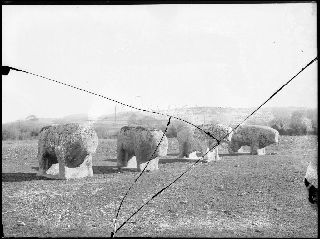 FOTOGRAFIA DE LOS TOROS DE GUISANDO