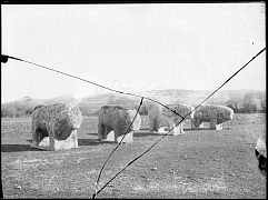 FOTOGRAFIA DE LOS TOROS DE GUISANDO