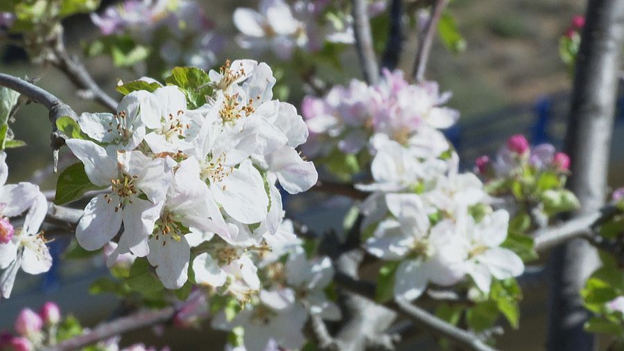 Floración de un manzano